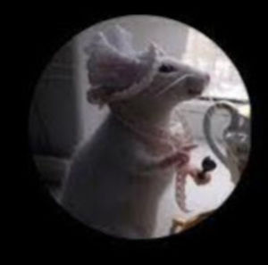 Meet your Posher, Maya dulnev